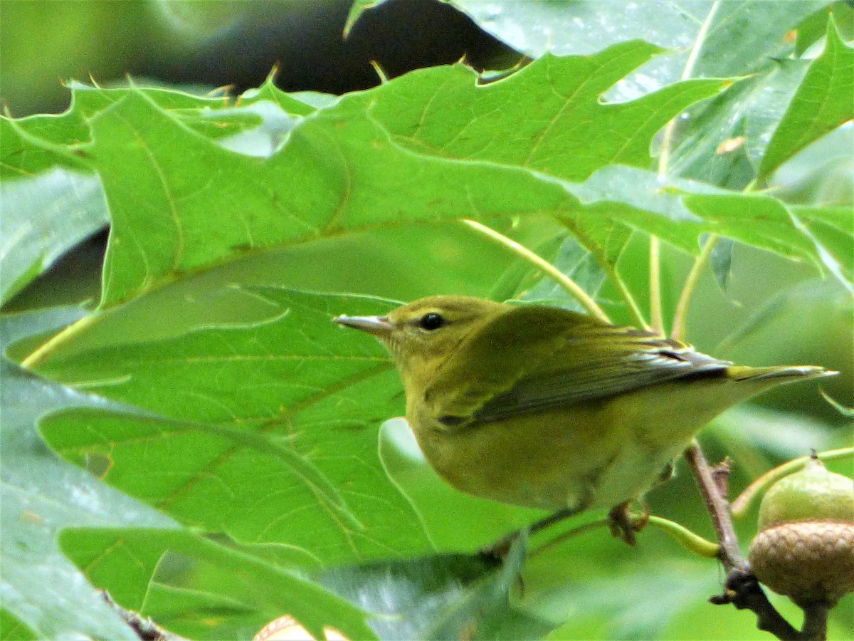 Tennessee Warbler - Patrice Blouin