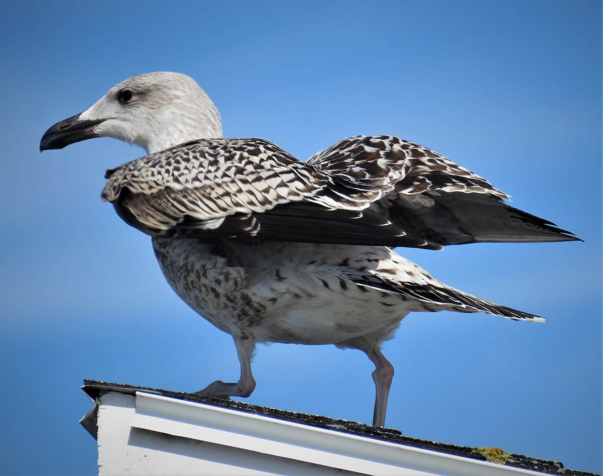 Great Black-backed Gull - judy parrot-willis