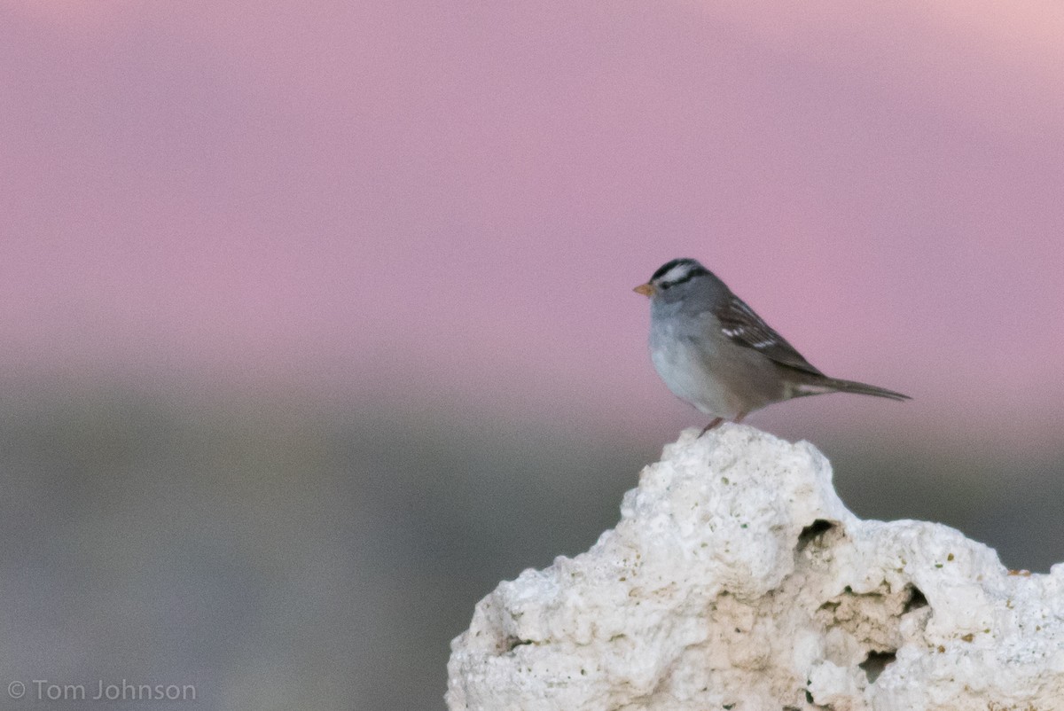 White-crowned Sparrow (Gambel's) - ML176593471