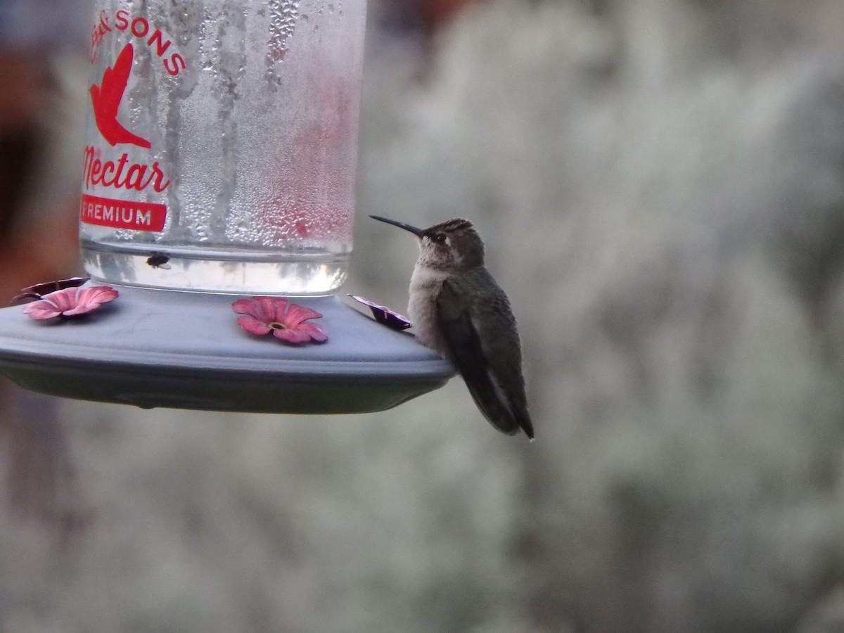 Anna's Hummingbird - ML176594821
