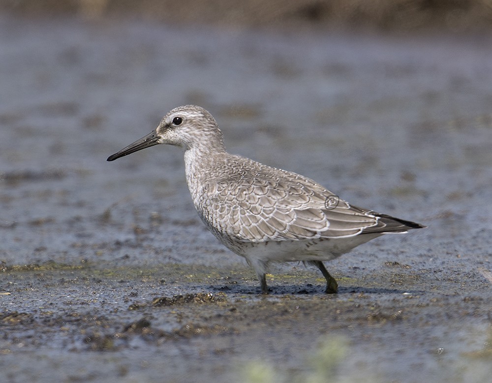 Red Knot - ML176595961