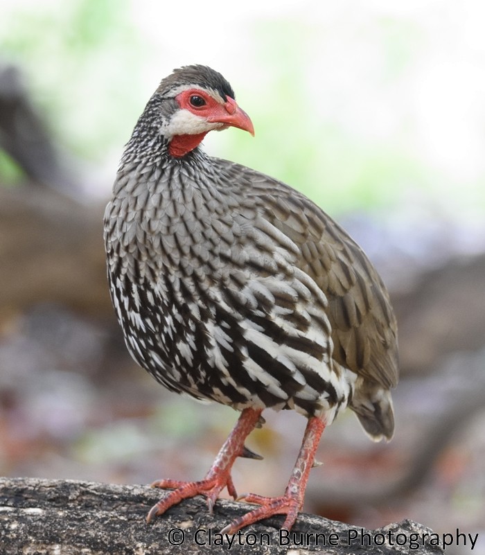 Red-necked Spurfowl - ML176602761