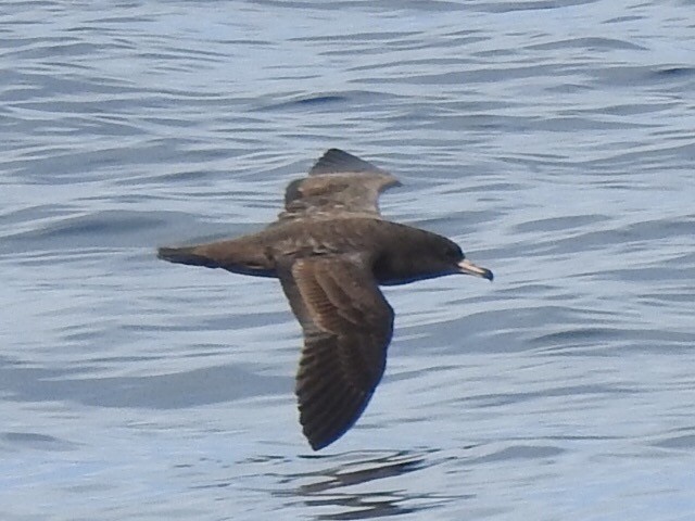 Flesh-footed Shearwater - ML176607061