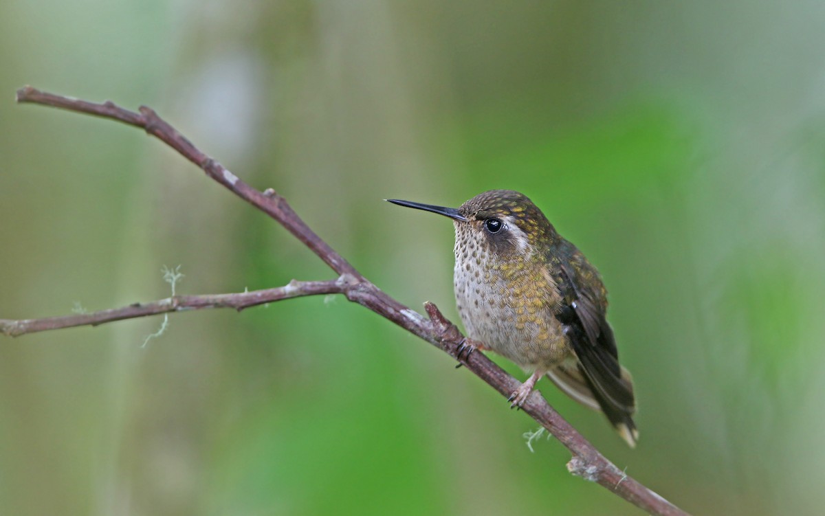 Speckled Hummingbird - Christoph Moning