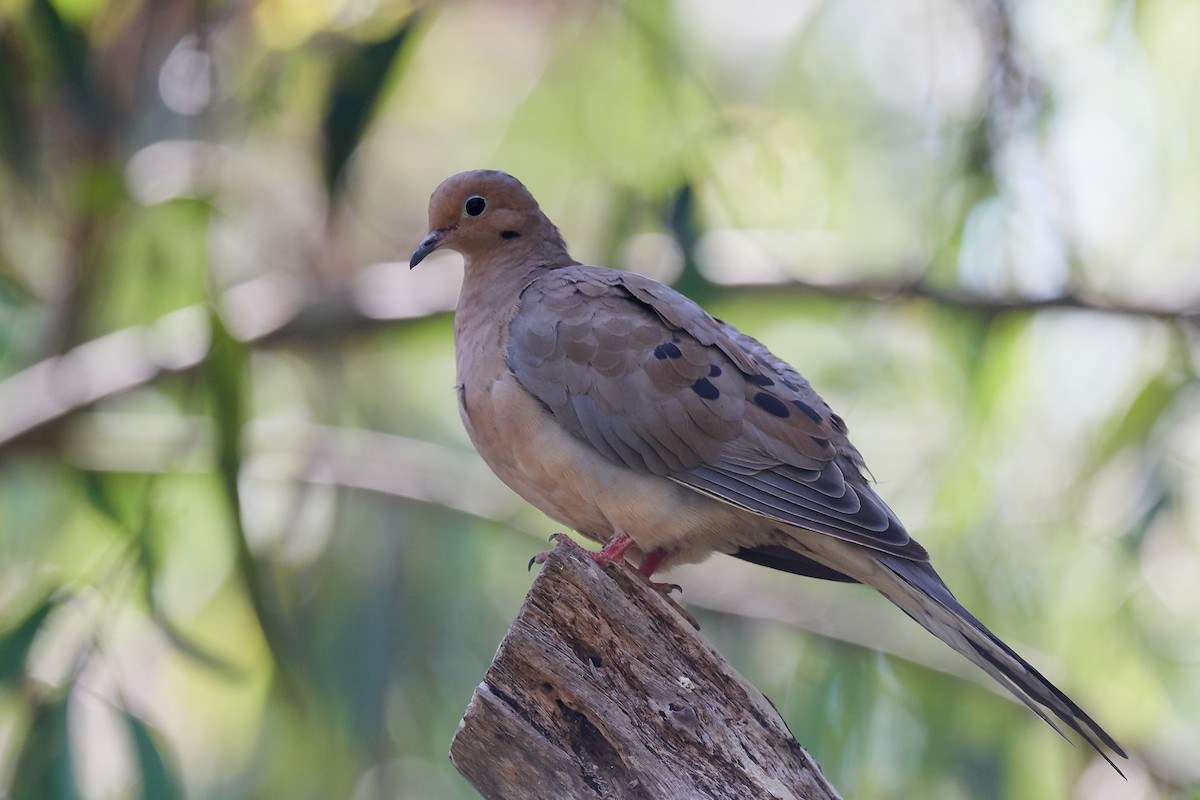 Mourning Dove - Lee Jaffe