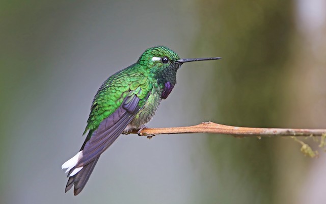 Purple-bibbed Whitetip - eBird