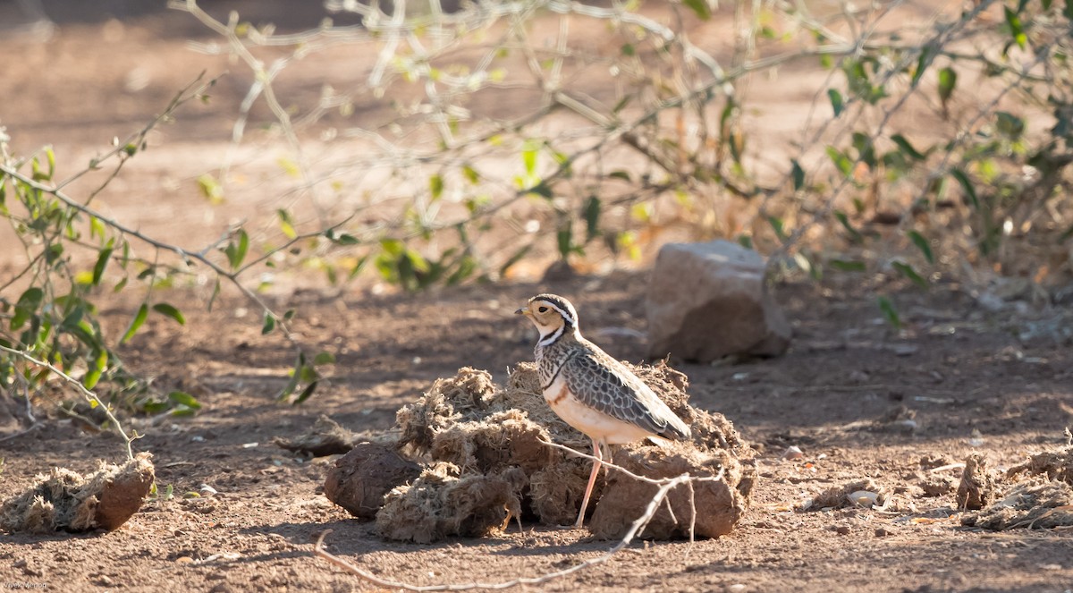 Three-banded Courser - ML176610631