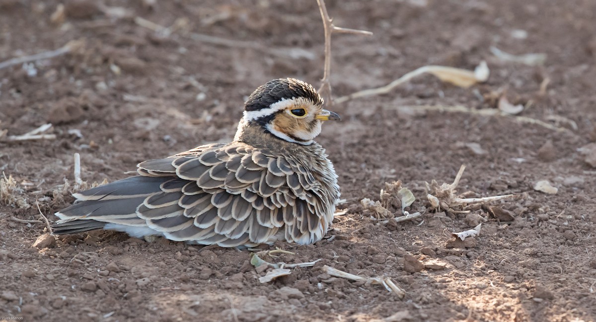 Three-banded Courser - ML176610641