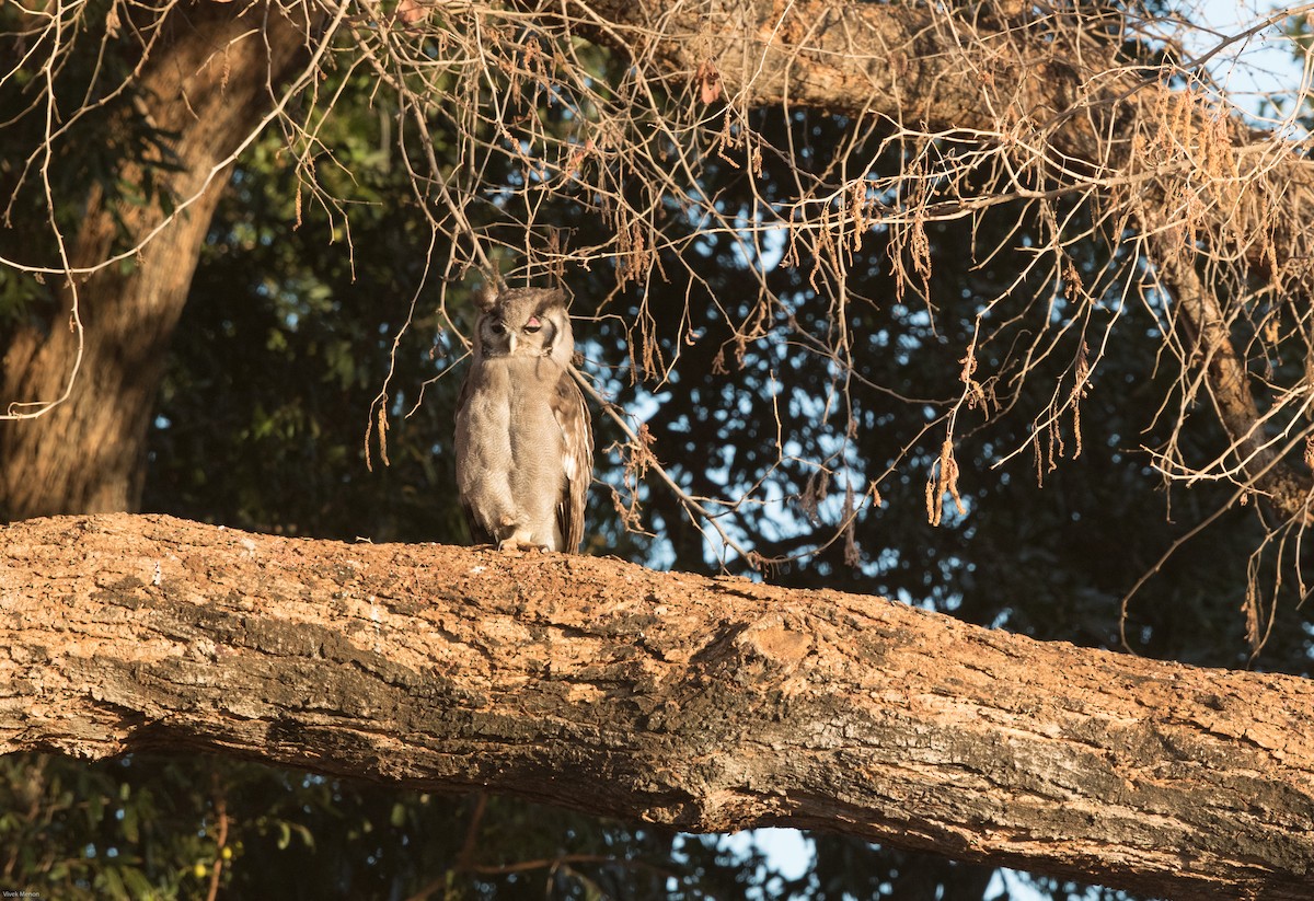 Verreaux's Eagle-Owl - Vivek Menon
