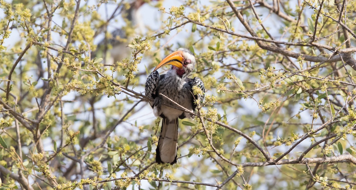 Southern Yellow-billed Hornbill - Vivek Menon