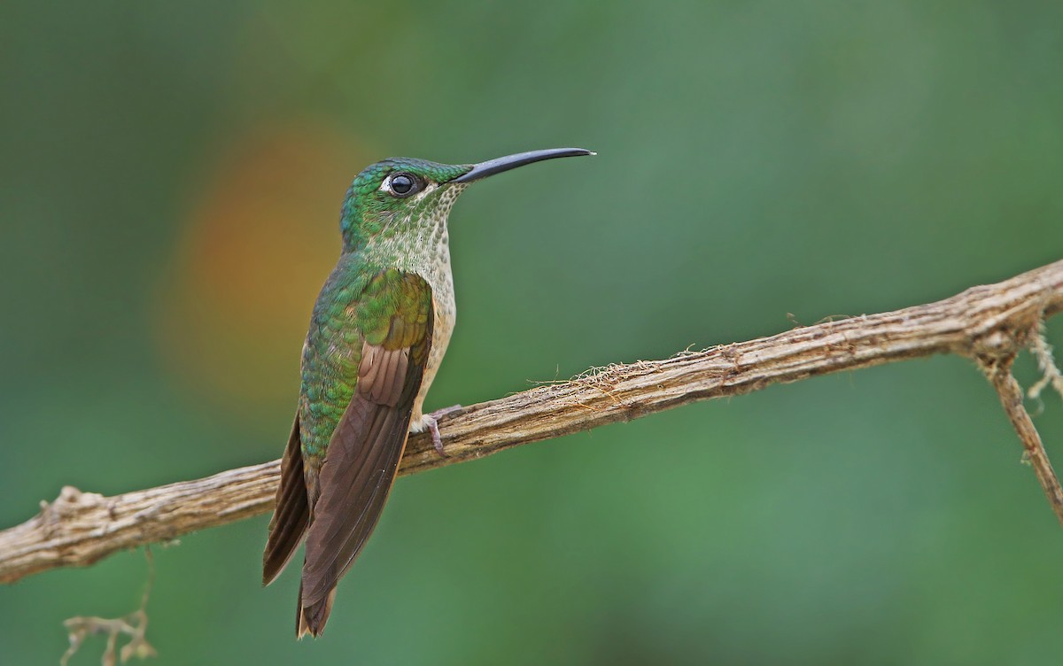 kolibřík hnědobřichý - ML176611751