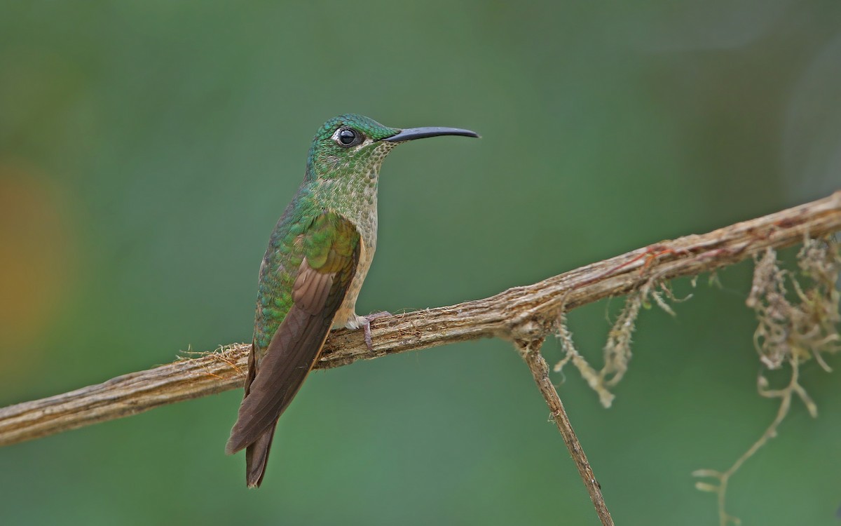 kolibřík hnědobřichý - ML176611761
