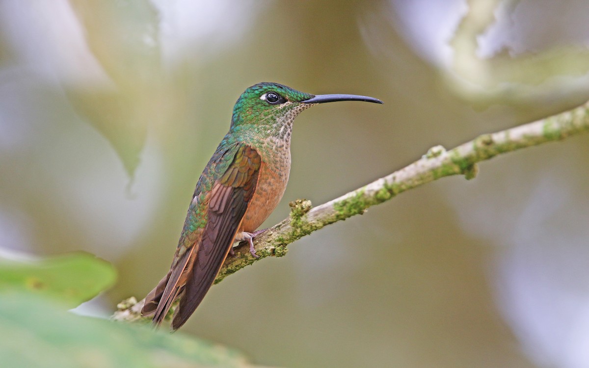 kolibřík hnědobřichý - ML176612041