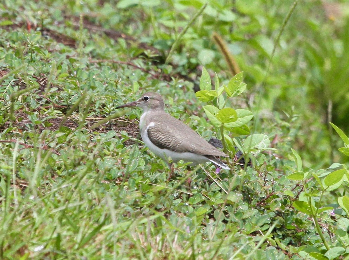 Spotted Sandpiper - Sherman  Wing