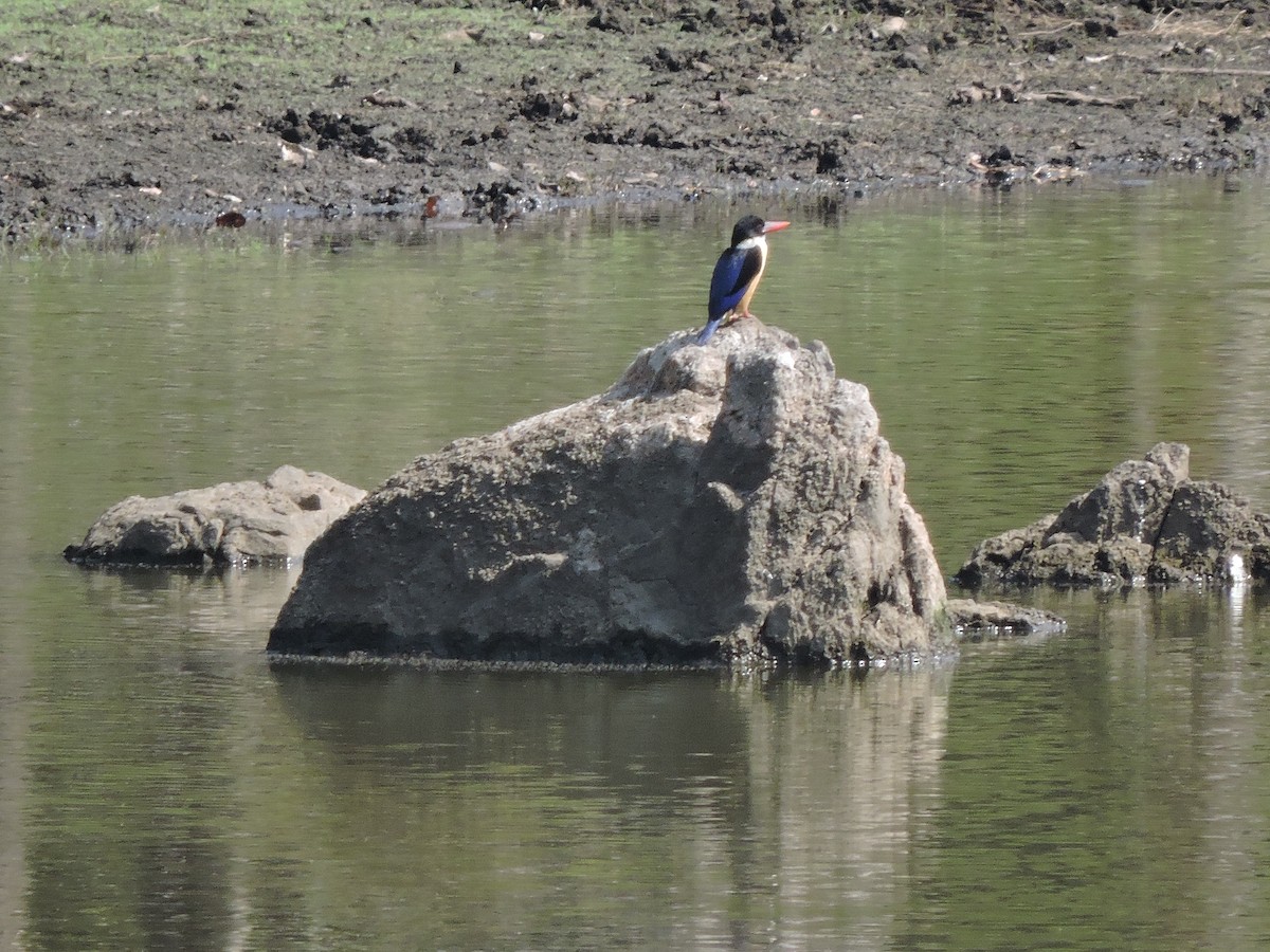 Black-capped Kingfisher - Kanhaiya Udapure