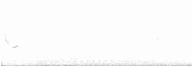 skjeggerygone (flavida) - ML176616291