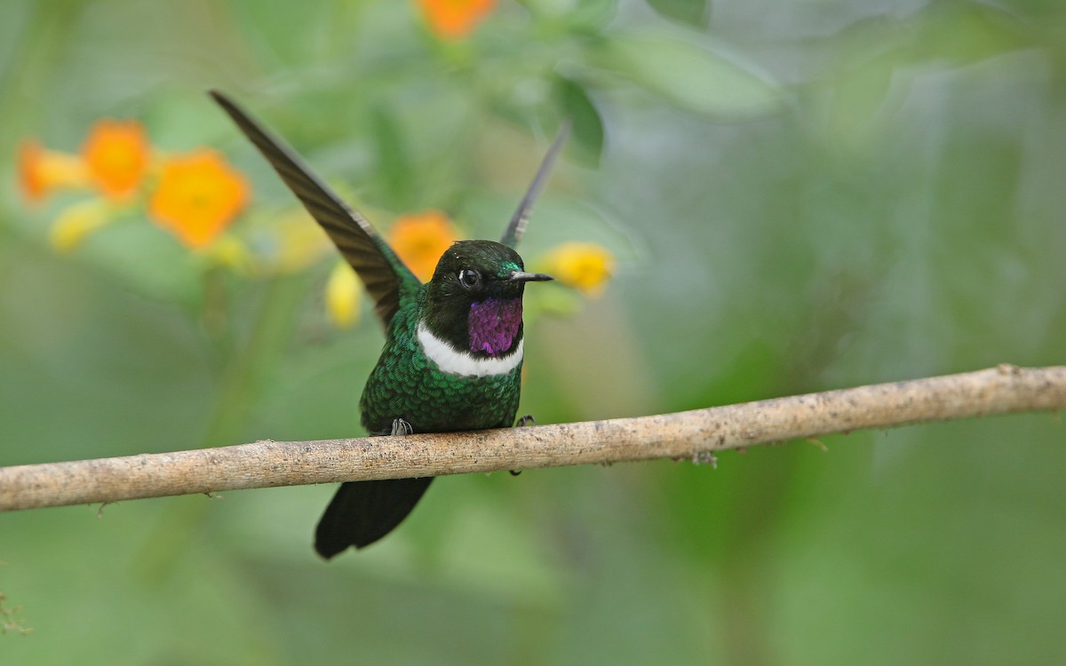 kolibřík bělolímcový - ML176618771