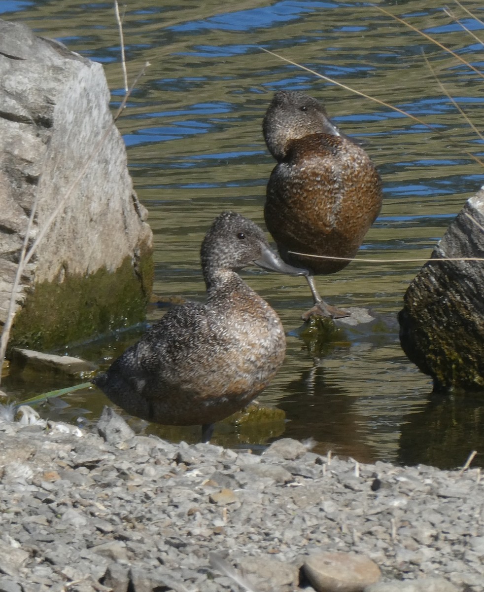 Freckled Duck - ML176621711