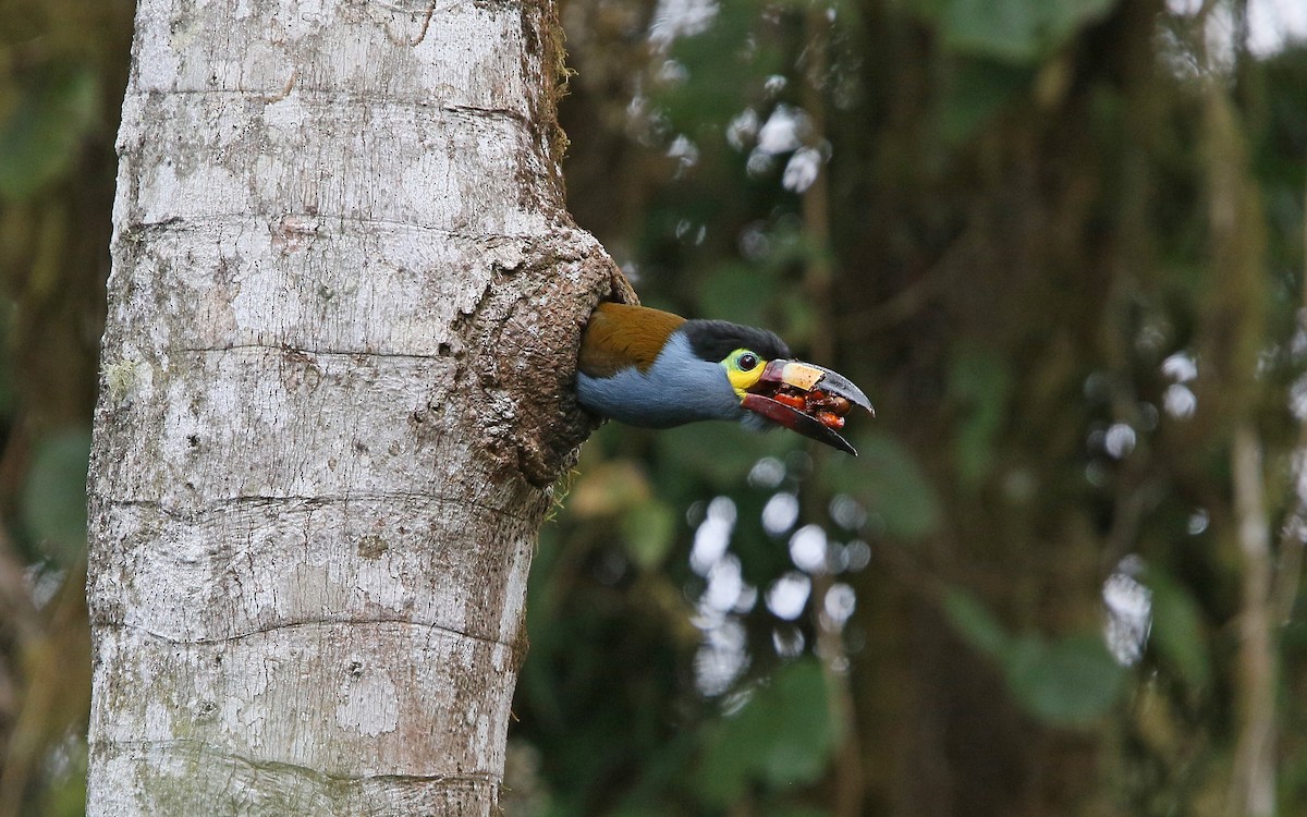 Plate-billed Mountain-Toucan ML176621811