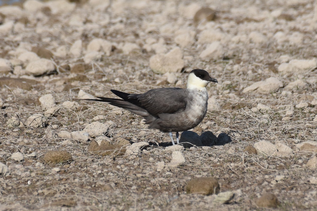 Long-tailed Jaeger - ML176622631