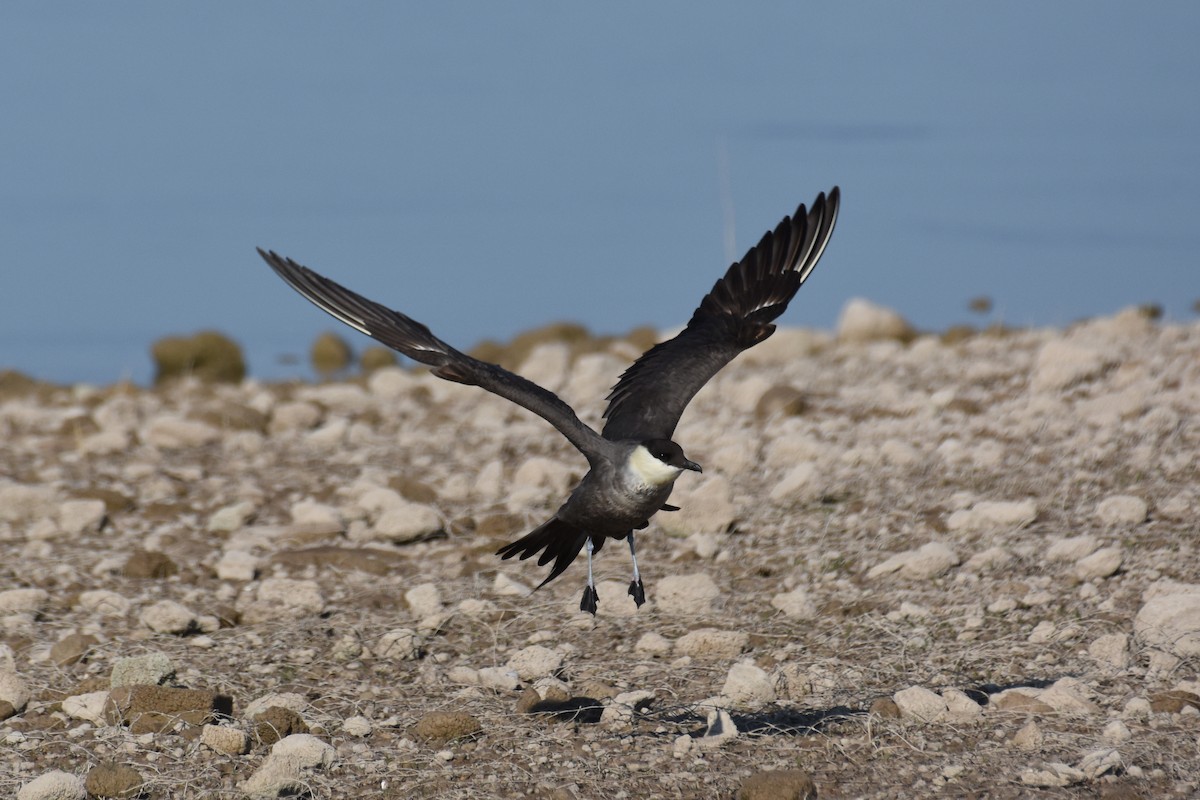 Long-tailed Jaeger - ML176622651