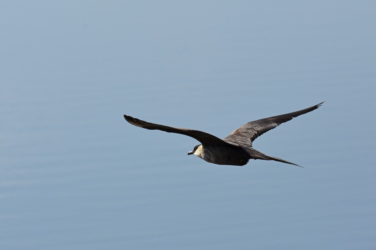 Long-tailed Jaeger - ML176622661