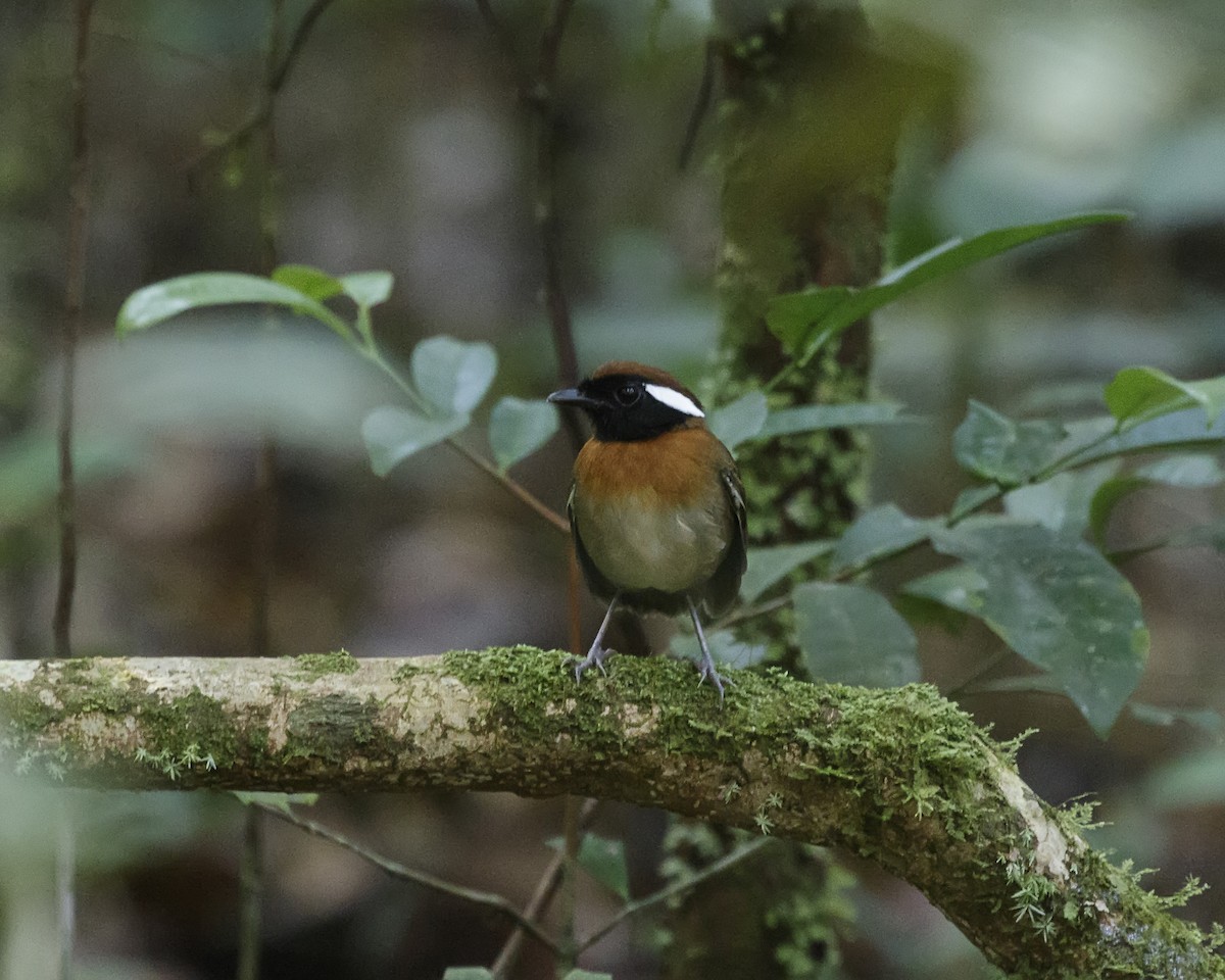 Chestnut-belted Gnateater - Silvia Faustino Linhares