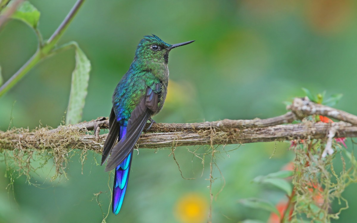 Violet-tailed Sylph - ML176625061