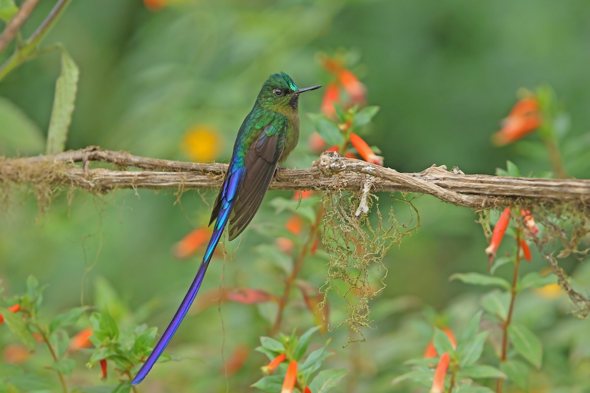 Violet-tailed Sylph - ML176625071