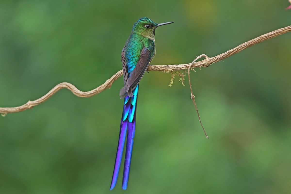 Violet-tailed Sylph - ML176625251