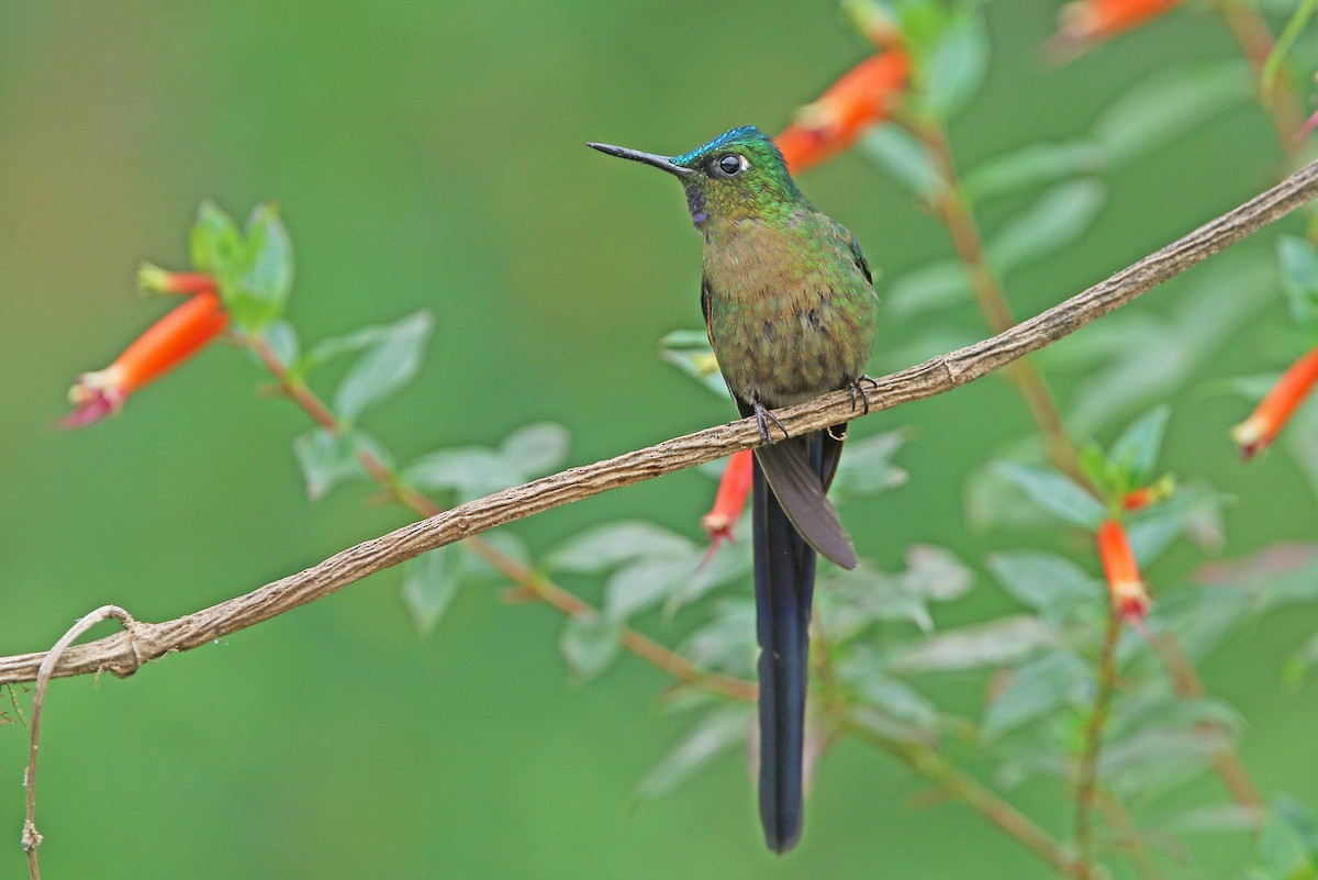 Violet-tailed Sylph - ML176625301
