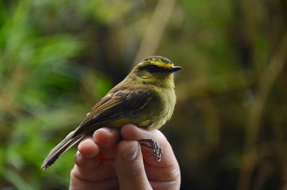 Yellow-bellied Chat-Tyrant - Julia Paschal