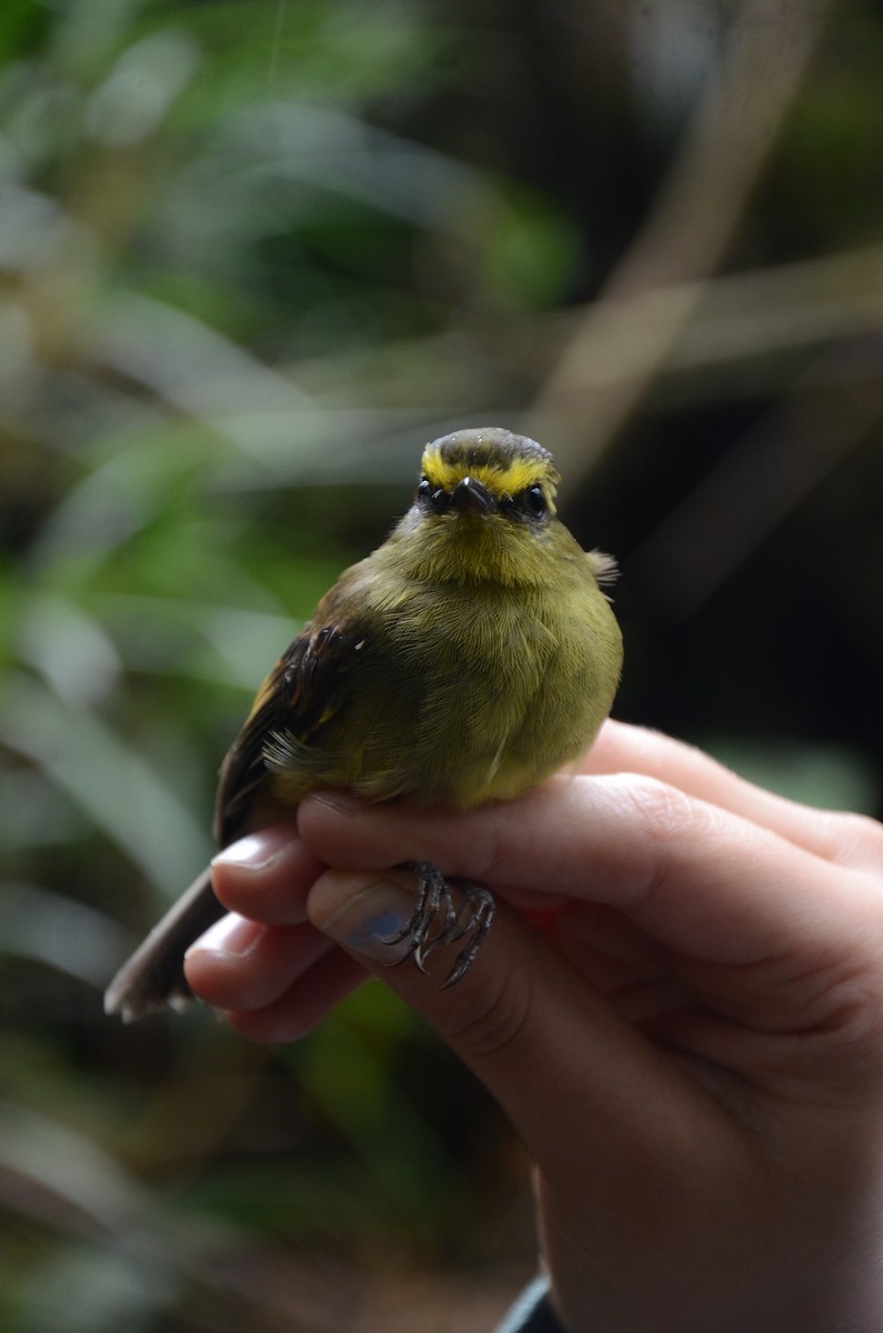 Yellow-bellied Chat-Tyrant - ML176625331