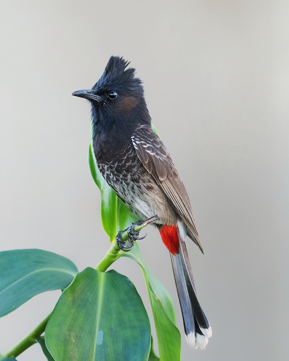 Red-vented Bulbul - ML176625371