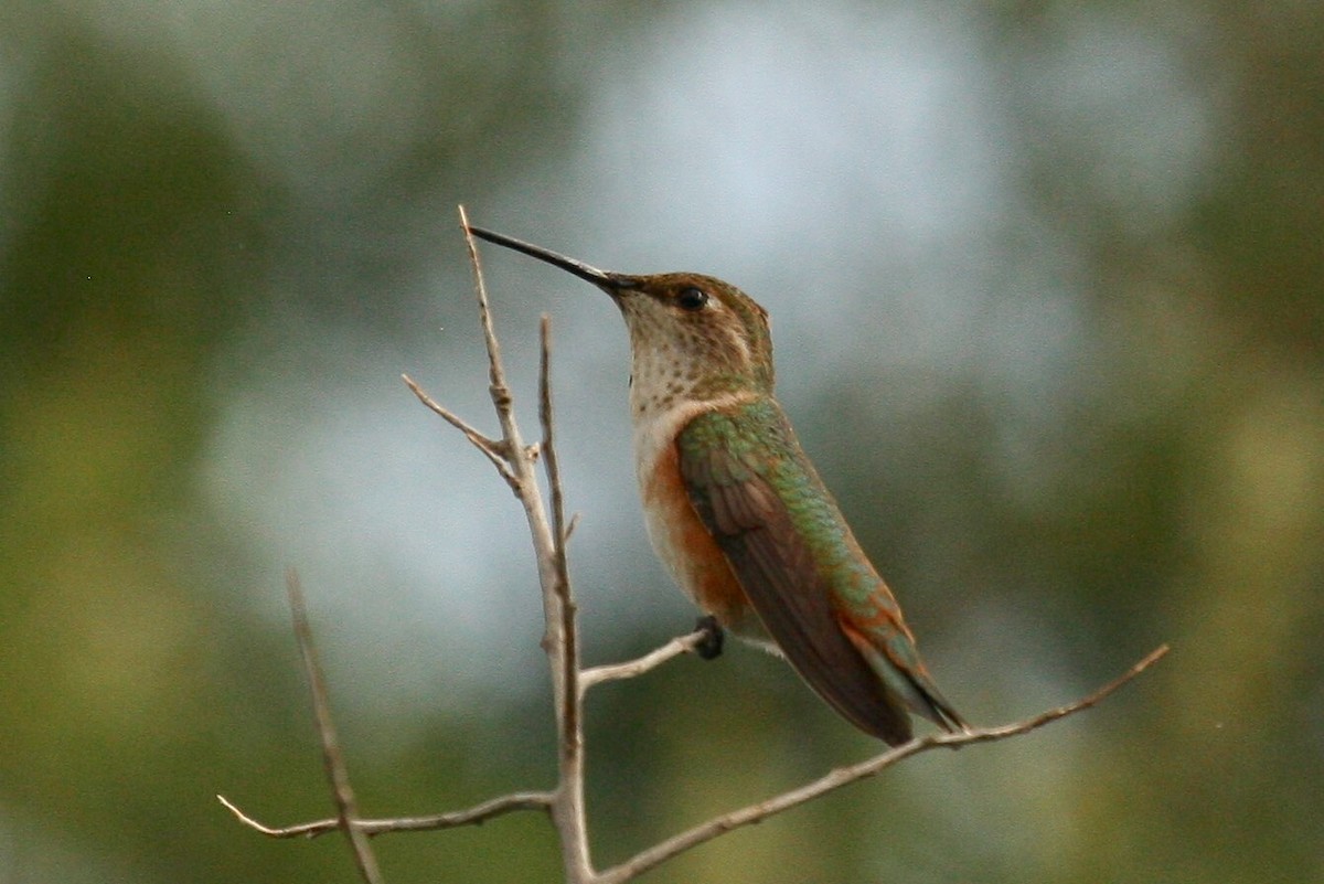 Rufous Hummingbird - ML176626171