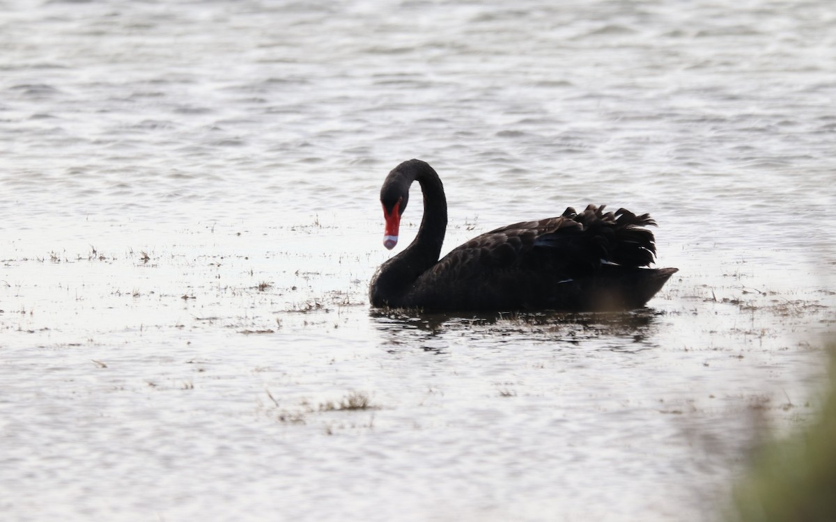 Black Swan - Jimmy Enfru