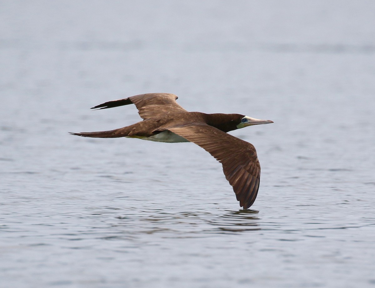 Brown Booby - ML176632601