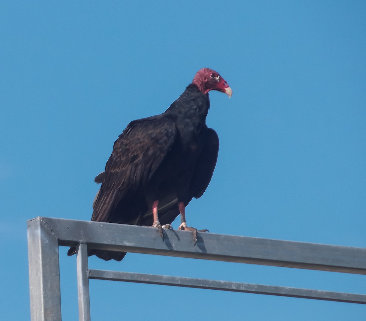 Turkey Vulture - ML176633541