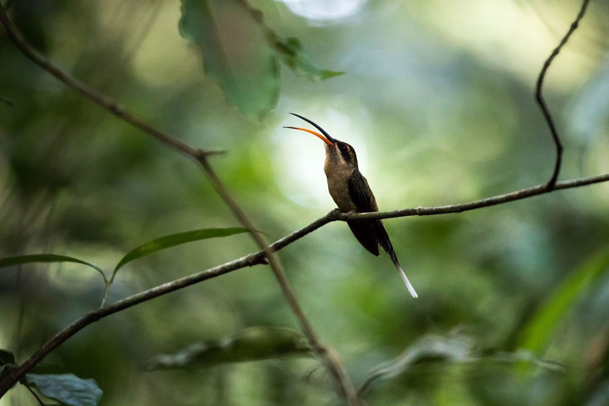 Long-tailed Hermit - ML176634041