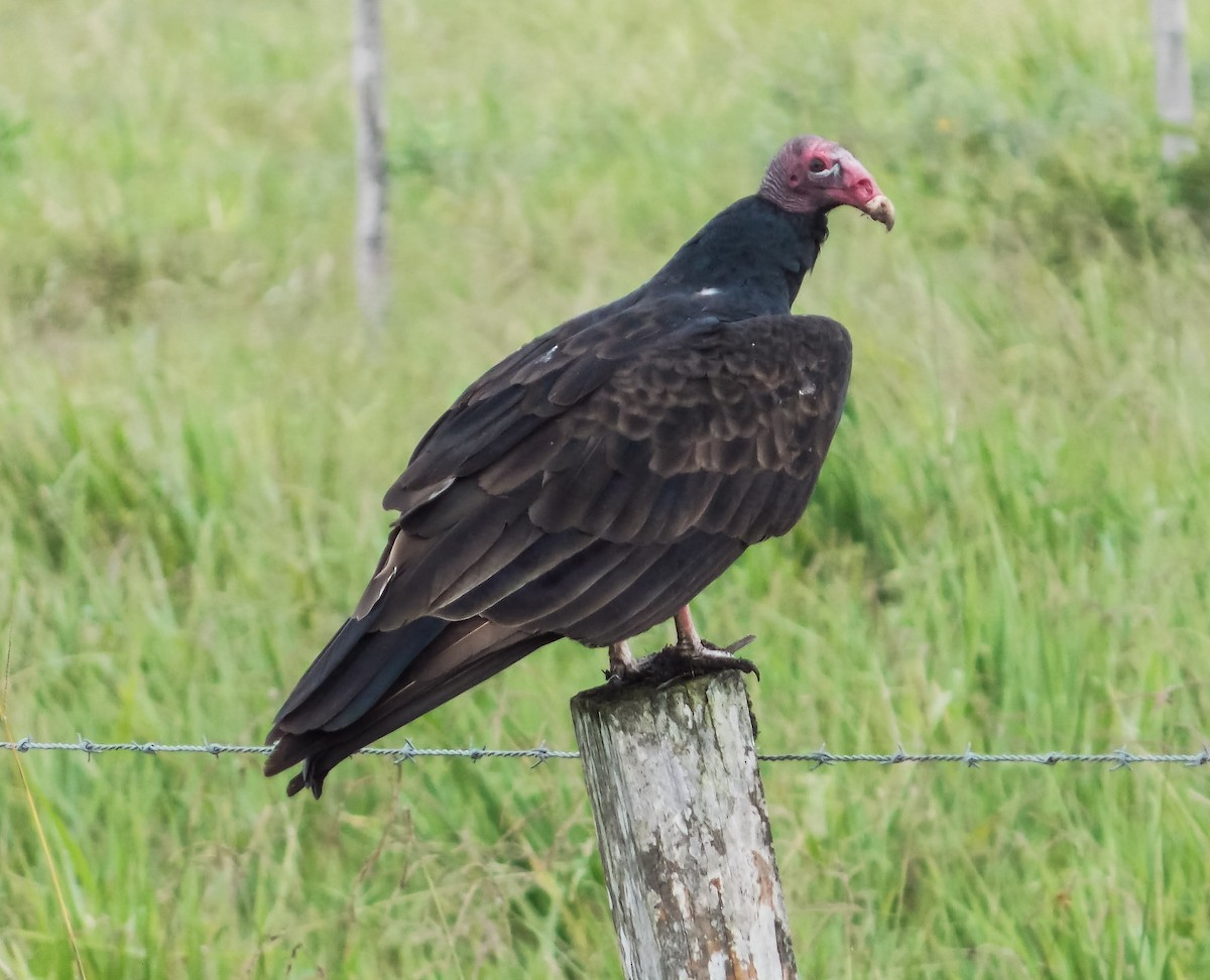 Turkey Vulture - ML176635391