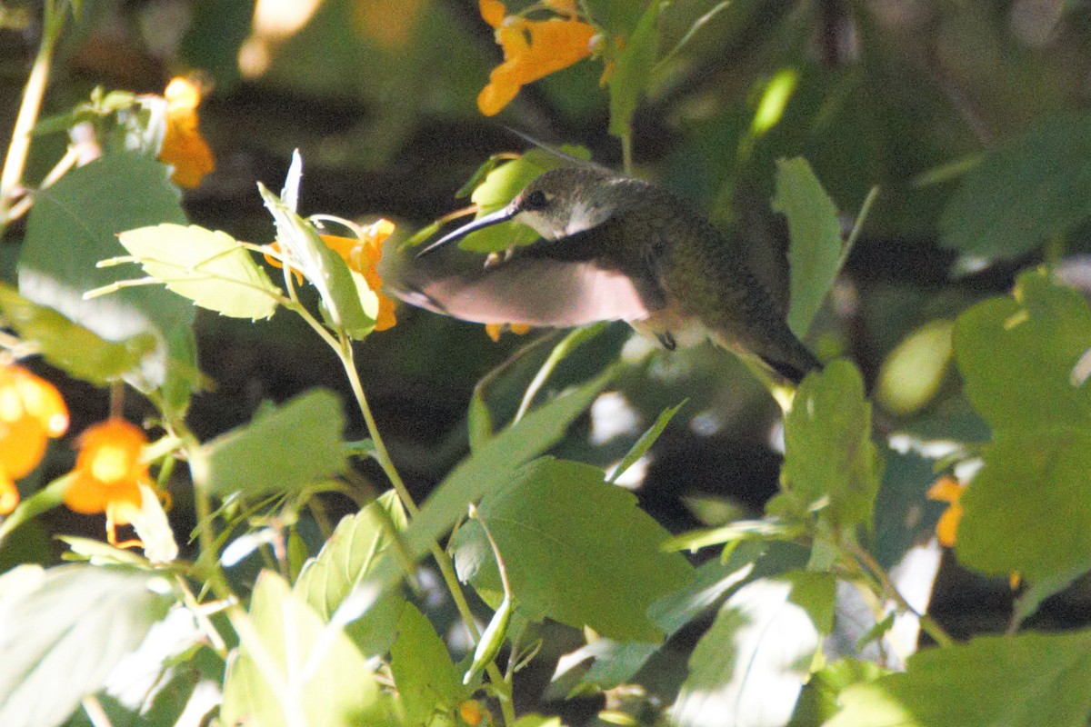 Ruby-throated Hummingbird - ML176636171