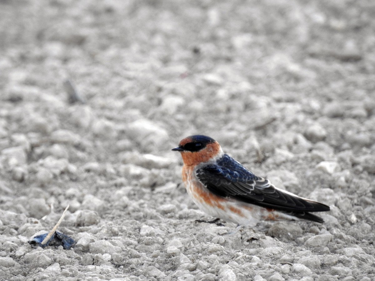 Cave Swallow - ML176637051