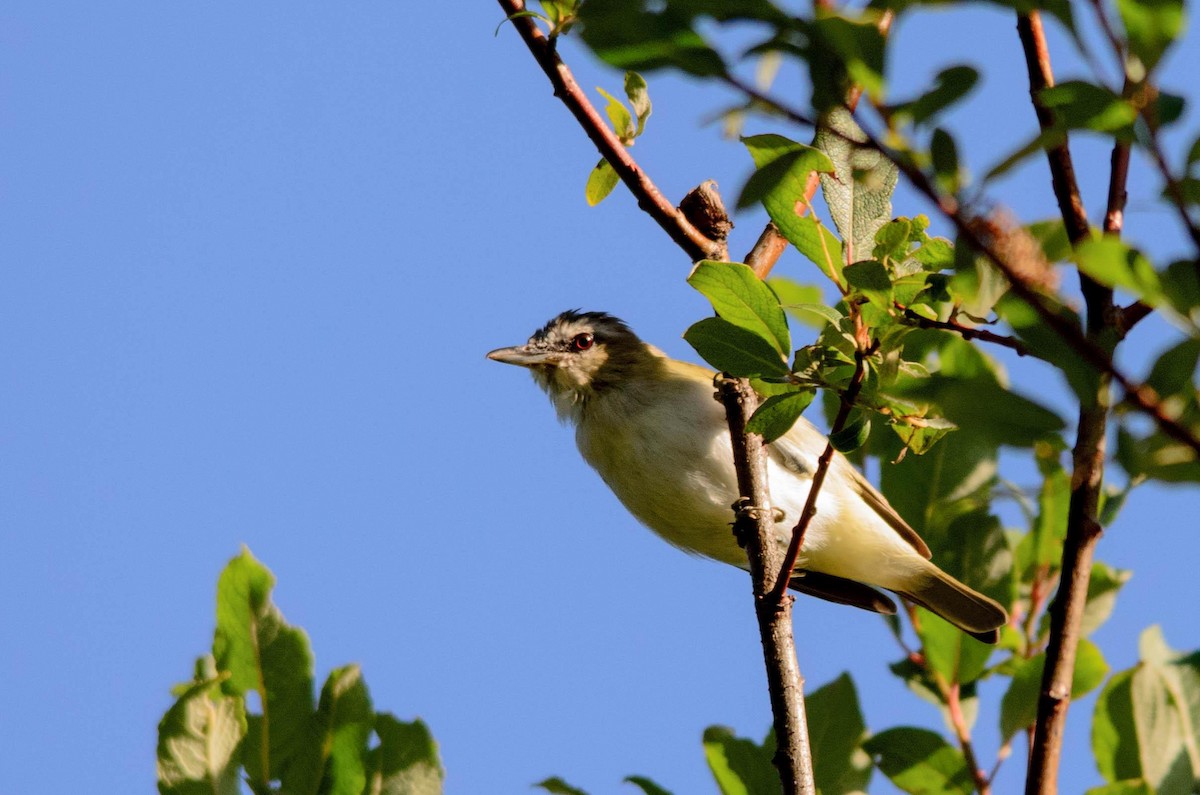 Red-eyed Vireo - Gilles Labine