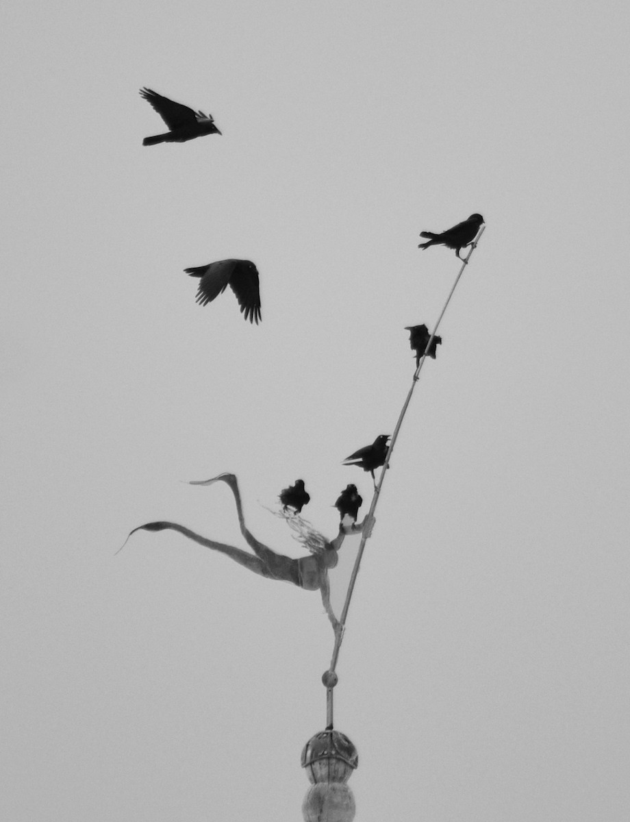 Australian Raven - Philip Karstadt