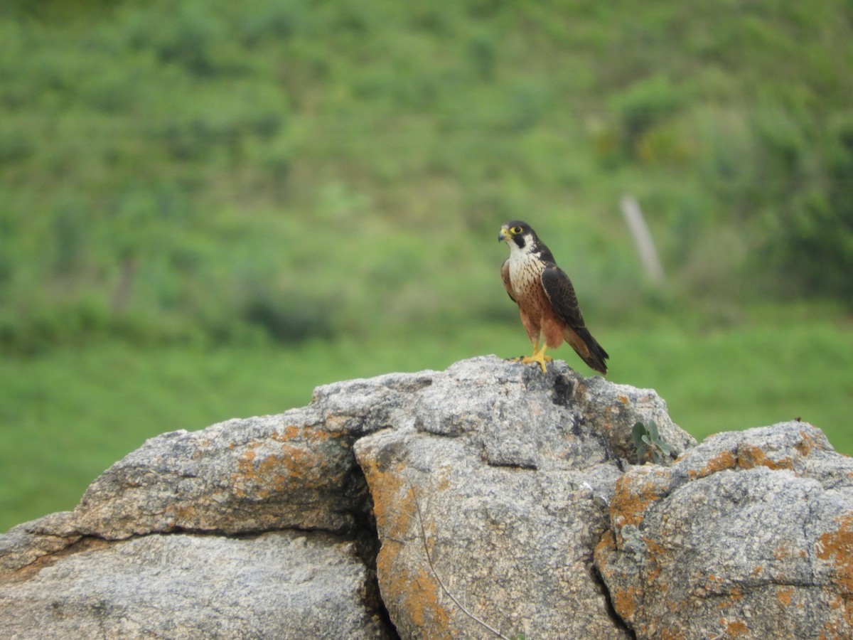 Peregrine Falcon (Shaheen) - Sridhara B A