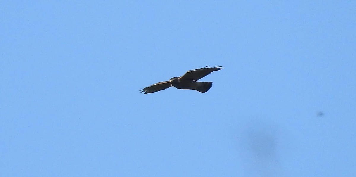 Broad-winged Hawk - ML176644941