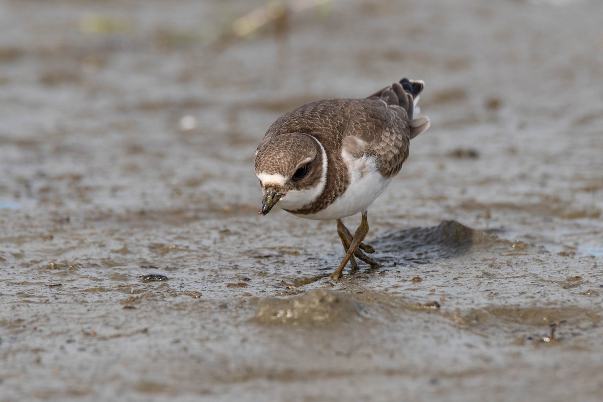 Semipalmated Plover - ML176645601