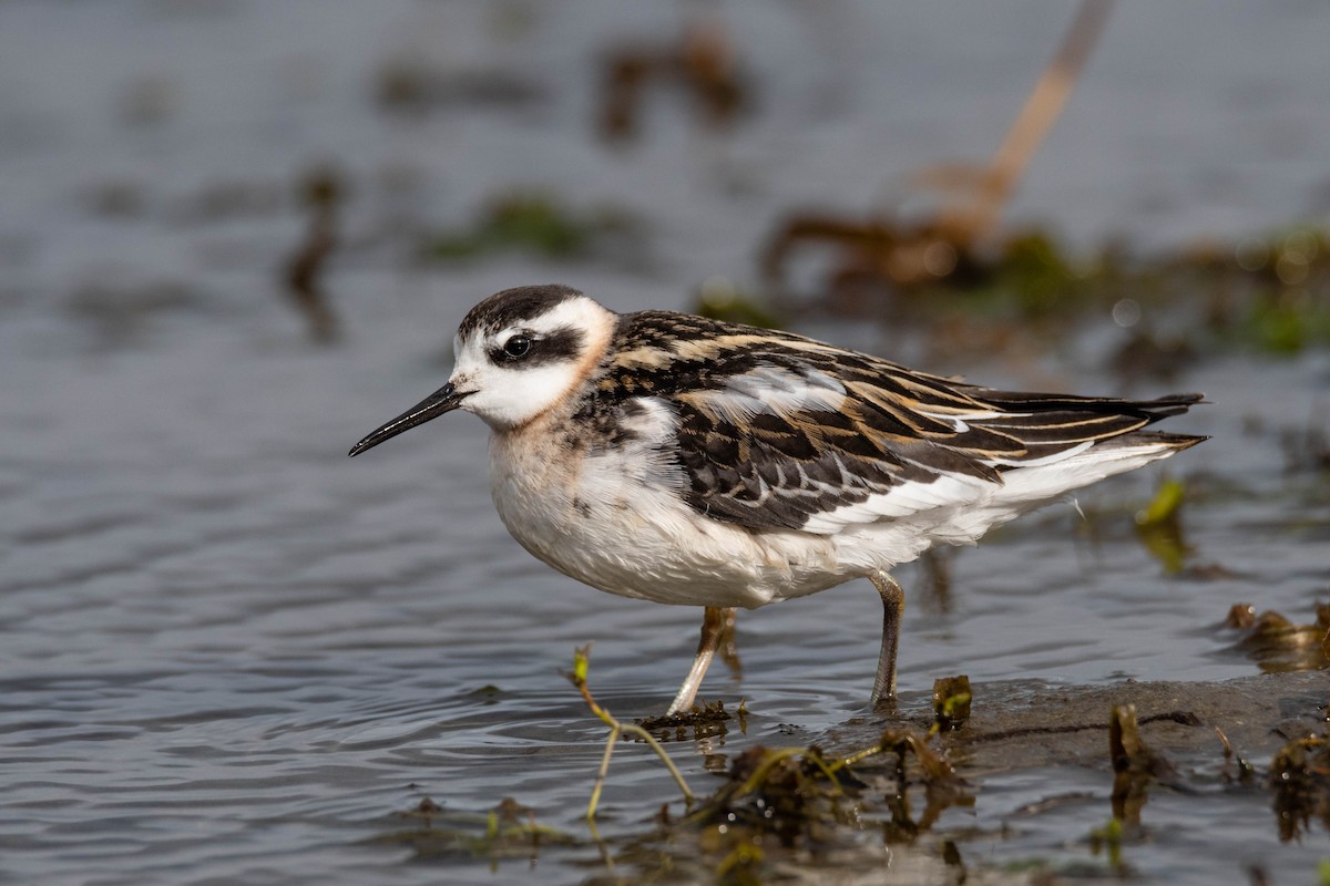 Red-necked Phalarope - ML176645701