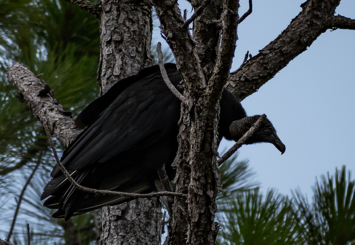 Black Vulture - Brent Eanes