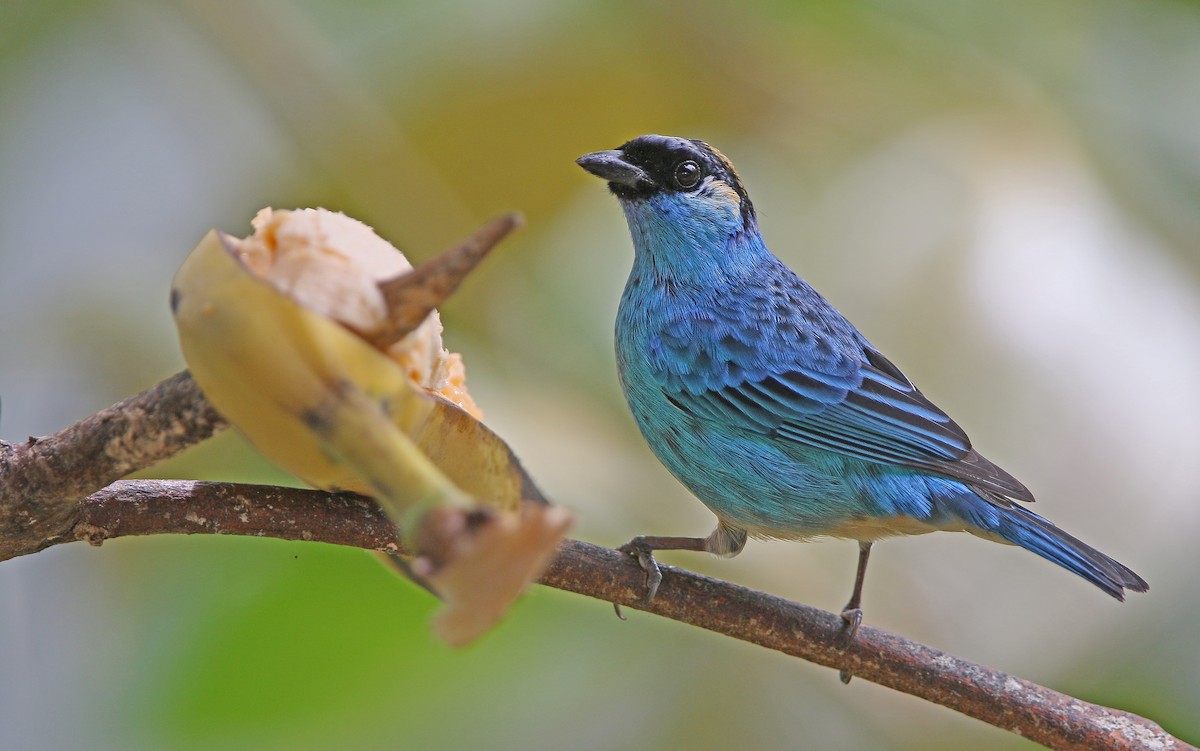 Golden-naped Tanager - ML176652891